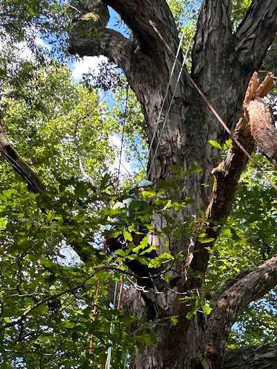 Legal Considerations and Permissions: Discussing necessary permits or approvals needed from local authorities before undertaking emergency tree removals to comply with regional regulations.
