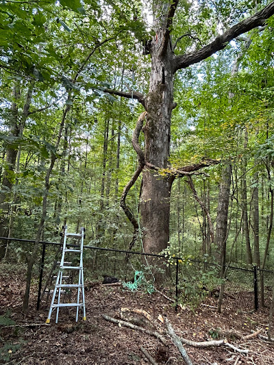 Heavy-Duty Machinery for Large Trees: Exploring equipment like cranes, bulldozers, and wood chippers used in removing large trees or clearing large areas quickly.