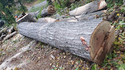 Proper tools and equipment needed for effective tree trimming