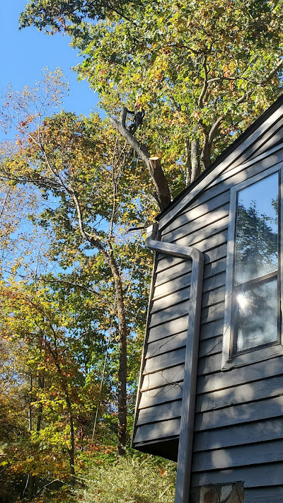 Tree Risk Assessment Qualification (TRAQ)