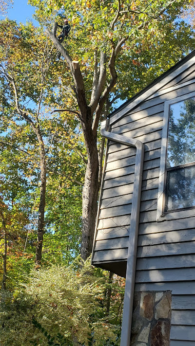 Hiring professional tree trimming services in Smyrna